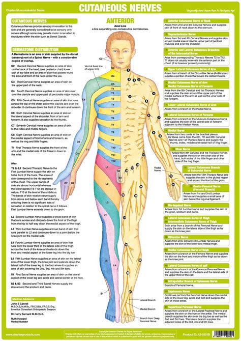 innervation|muscles innervation chart.